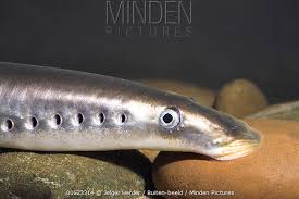 Image result for Lampetra fluviatilis