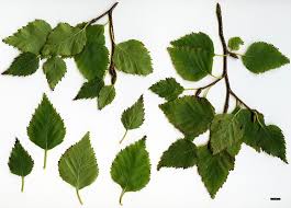 Attēlu rezultāti vaicājumam “Betula humilis leaf”