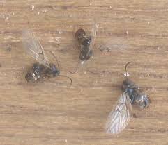 Attēlu rezultāti vaicājumam “Neuroterus albipes”