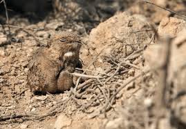 Image result for Caprimulgus aegyptius