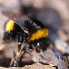 Attēlu rezultāti vaicājumam “Bombus terrestris”