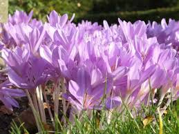 Attēlu rezultāti vaicājumam “Colchicum autumnale”