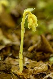 Attēlu rezultāti vaicājumam “Monotropa hypopitys bud”