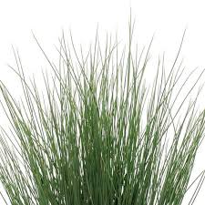 Attēlu rezultāti vaicājumam “Juncus inflexus”