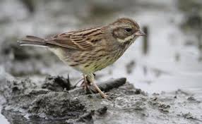 Image result for Emberiza spodocephala