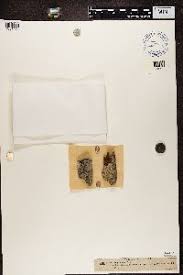 Attēlu rezultāti vaicājumam “Acrocordia gemmata”