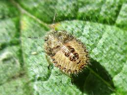 Attēlu rezultāti vaicājumam “Dolycoris baccarum”