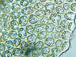 Attēlu rezultāti vaicājumam “Scapania apiculata”