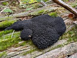 Attēlu rezultāti vaicājumam “Lindbladia tubulina”