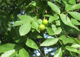 Attēlu rezultāti vaicājumam “Carya cordiformis”