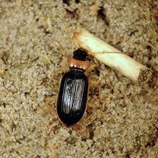 Attēlu rezultāti vaicājumam “Nebria livida”