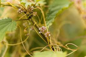 Attēlu rezultāti vaicājumam “Cuscuta europaea flower”