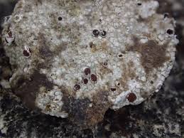 Attēlu rezultāti vaicājumam “Trapelia coarctata”