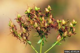 Attēlu rezultāti vaicājumam “Hypericum perforatum bud”