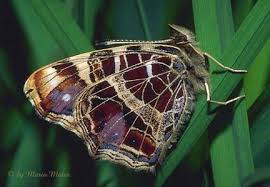 Attēlu rezultāti vaicājumam “Araschnia levana upperside”