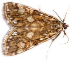 Attēlu rezultāti vaicājumam “Elophila nymphaeata”