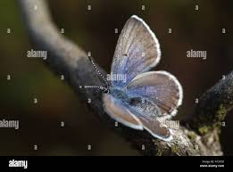 Attēlu rezultāti vaicājumam “Vacciniina optilete”