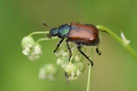 Attēlu rezultāti vaicājumam “Phyllopertha horticola imago”