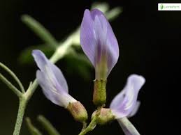 Attēlu rezultāti vaicājumam “Astragalus arenarius flower”