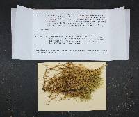 Attēlu rezultāti vaicājumam “Tomentypnum nitens”