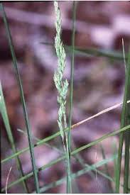 Attēlu rezultāti vaicājumam “Poa compressa”