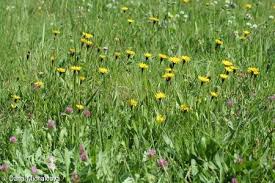 Attēlu rezultāti vaicājumam “Leontodon hispidus fruit”