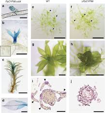 Attēlu rezultāti vaicājumam “Lignydium muscorum young”