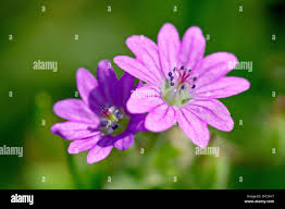 Attēlu rezultāti vaicājumam “Geranium molle flower”