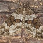 Attēlu rezultāti vaicājumam “Thera variata”