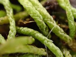 Attēlu rezultāti vaicājumam “Myurella julacea”