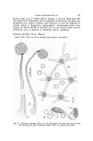 Attēlu rezultāti vaicājumam “Cribraria argillacea spores”