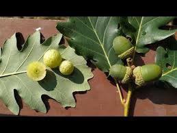 Attēlu rezultāti vaicājumam “Cynips quercusfolii”