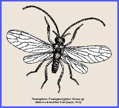Attēlu rezultāti vaicājumam “Coniopterygidae”