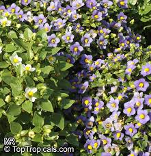 Image result for Exacum affine