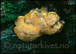 Attēlu rezultāti vaicājumam “Hapalopilus croceus”