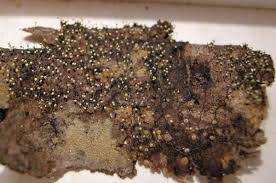 Attēlu rezultāti vaicājumam “Physarum viride”