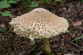 Attēlu rezultāti vaicājumam “Lepiota clypeolaria”