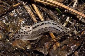 Attēlu rezultāti vaicājumam “Limax maximus”