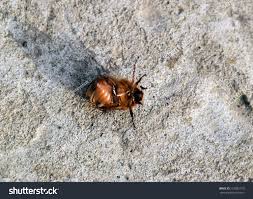 Attēlu rezultāti vaicājumam “Melolontha melolontha imago”