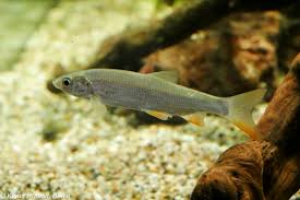 Image result for Chondrostoma nasus