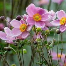 Attēlu rezultāti vaicājumam “Anemone”