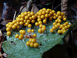Attēlu rezultāti vaicājumam “Leocarpus fragilis”