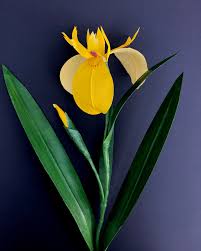 Attēlu rezultāti vaicājumam “Iris pseudacorus leaf”