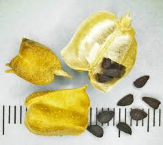 Attēlu rezultāti vaicājumam “Ranunculus flammula fruit”