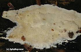 Attēlu rezultāti vaicājumam “Perenniporia medulla-panis”