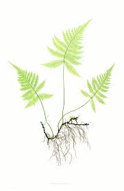 Attēlu rezultāti vaicājumam “Phegopteris connectilis”