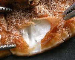 Attēlu rezultāti vaicājumam “Gloeoporus dichrous”