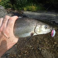 Image result for Coregonus clupeaformis