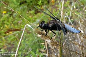 Attēlu rezultāti vaicājumam “Libellula depressa”