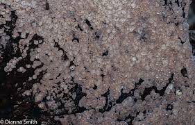 Attēlu rezultāti vaicājumam “Xylobolus frustulatus”